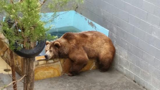 Cherokee Bear Zoo